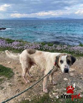 Ράτσα: Άγνωστο - Ημίαιμο | Ηλικία: 5+ | Φύλο: Αρσενικό | Αρ. Microchip: - | Ημίαιμο | Περιοχή: Νέα Σμύρνη, Αττική